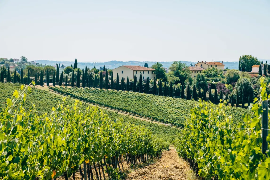Vignoble italien